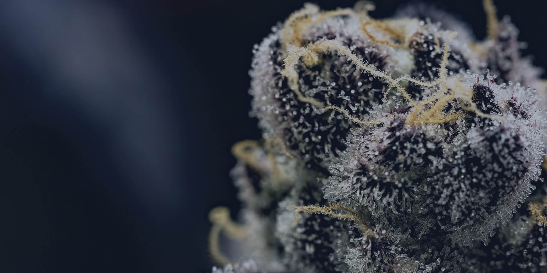 Boysenberry 1:1:1 THC/CBD/CBN - [10pk